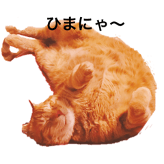 [LINEスタンプ] 茶トラ猫の茶太郎の毎日