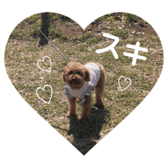 [LINEスタンプ] トイプードルのりんごちゃん。3