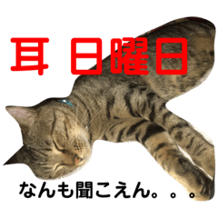 [LINEスタンプ] 日南弁 猫 ミィくん！