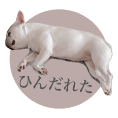 [LINEスタンプ] ヨーダvol5 〜宮崎弁〜