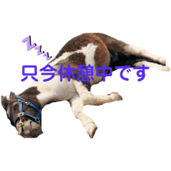 [LINEスタンプ] 馬の名シーン（仕事用）