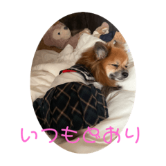 [LINEスタンプ] ポメラニアン なっちゃん 何もない日常