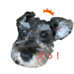 [LINEスタンプ] リーチのスタンプ