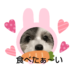 [LINEスタンプ] マルプーのあずき