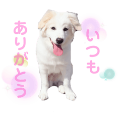 [LINEスタンプ] 白ワンコのハクさん2です