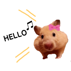 [LINEスタンプ] ハムちゃんずの日常すたんぷ❤️