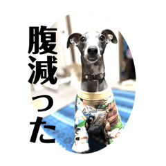 [LINEスタンプ] 我が家のイタグレちゃん
