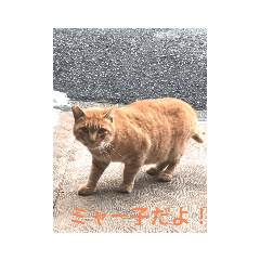 [LINEスタンプ] 中田家の猫