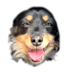 [LINEスタンプ] わたしのスタンプ犬