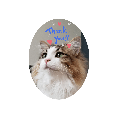 [LINEスタンプ] うちの猫メルマロキキ