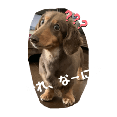 [LINEスタンプ] ダックスと暮らす毎日②