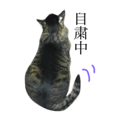 [LINEスタンプ] キジ猫スタンプ2