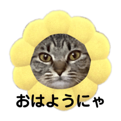 [LINEスタンプ] きじとらのとら、たま③、愉快な仲間！