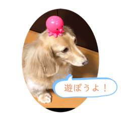[LINEスタンプ] 愛犬ROCOの日常