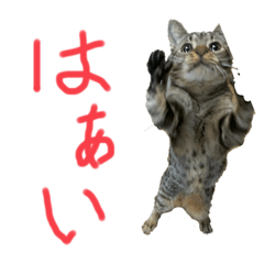 [LINEスタンプ] オシキャット「むぎ」
