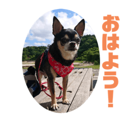 [LINEスタンプ] それゆけチワワのてんてん