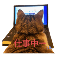 [LINEスタンプ] macyako cats