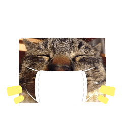 [LINEスタンプ] ねこスタンプ なつみちゃん＆きゃべつ君