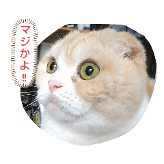 [LINEスタンプ] まんまる仙吉