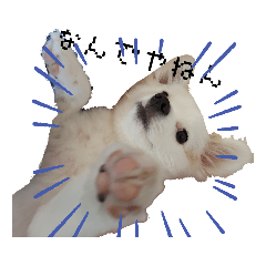 [LINEスタンプ] 手作り感あるれるわんだふるスタンプ