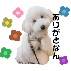 [LINEスタンプ] いろんななん