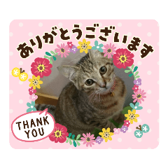 [LINEスタンプ] kikiちゃん(ФωФ)