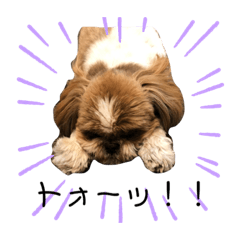 [LINEスタンプ] 可愛いシーズーたち