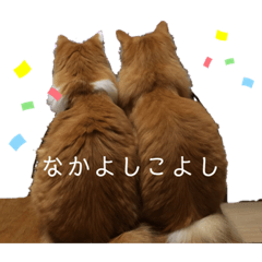 [LINEスタンプ] うちの可愛いごうけん