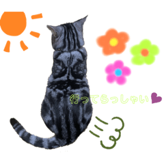 [LINEスタンプ] かなとと猫の日常①✌︎☺︎︎