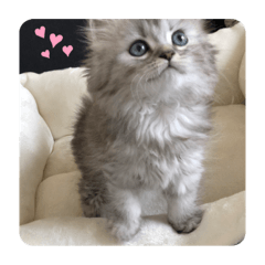 [LINEスタンプ] ニラ