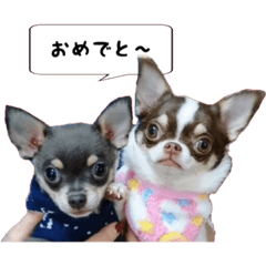 [LINEスタンプ] マロンちゃんとルナくん ＾＾