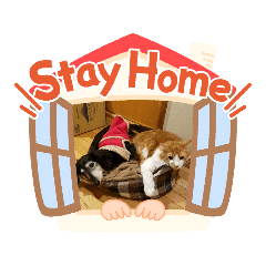 [LINEスタンプ] うちなの、可愛い動物たち
