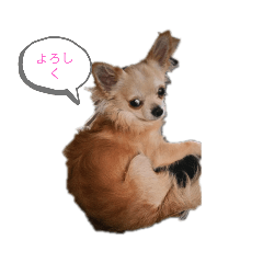 [LINEスタンプ] キツネっぽいチワワ「銀」のスタンプ
