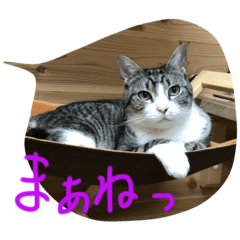 [LINEスタンプ] 猫のぱたこさん6