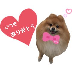 [LINEスタンプ] ポメラニアン♡ゆう③