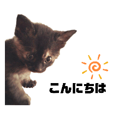 [LINEスタンプ] 保護ねこのくぽ