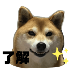 [LINEスタンプ] ネネちゃん＆フーちゃん＆ミーちゃん