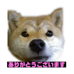 [LINEスタンプ] 柴犬もんちゃん 写真スタンプ