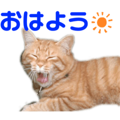 [LINEスタンプ] 茶トラのマル