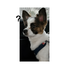[LINEスタンプ] dog5+5