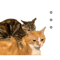 [LINEスタンプ] 三匹の日常1