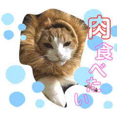 [LINEスタンプ] マンチカンのココアちゃん