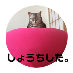 [LINEスタンプ] するめといっしょ2