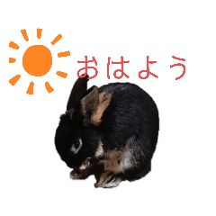 [LINEスタンプ] 看板うさぎ君