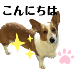 [LINEスタンプ] コーギー花くん あいさつ編