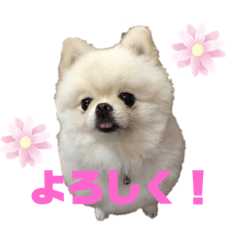 [LINEスタンプ] 白ポメ ルル子
