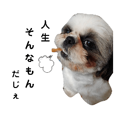 [LINEスタンプ] 我が家のシーズー犬もじゃ 12