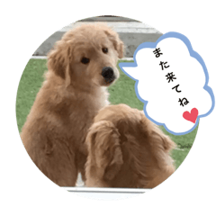 [LINEスタンプ] ゴールデンレトリバーの姫と雛