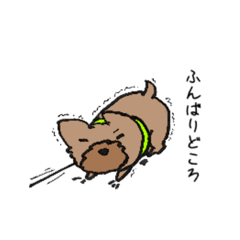[LINEスタンプ] ヨーキーのスタンプ(毛短め)