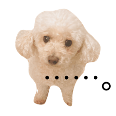 [LINEスタンプ] トイプードルみるくスタンプ